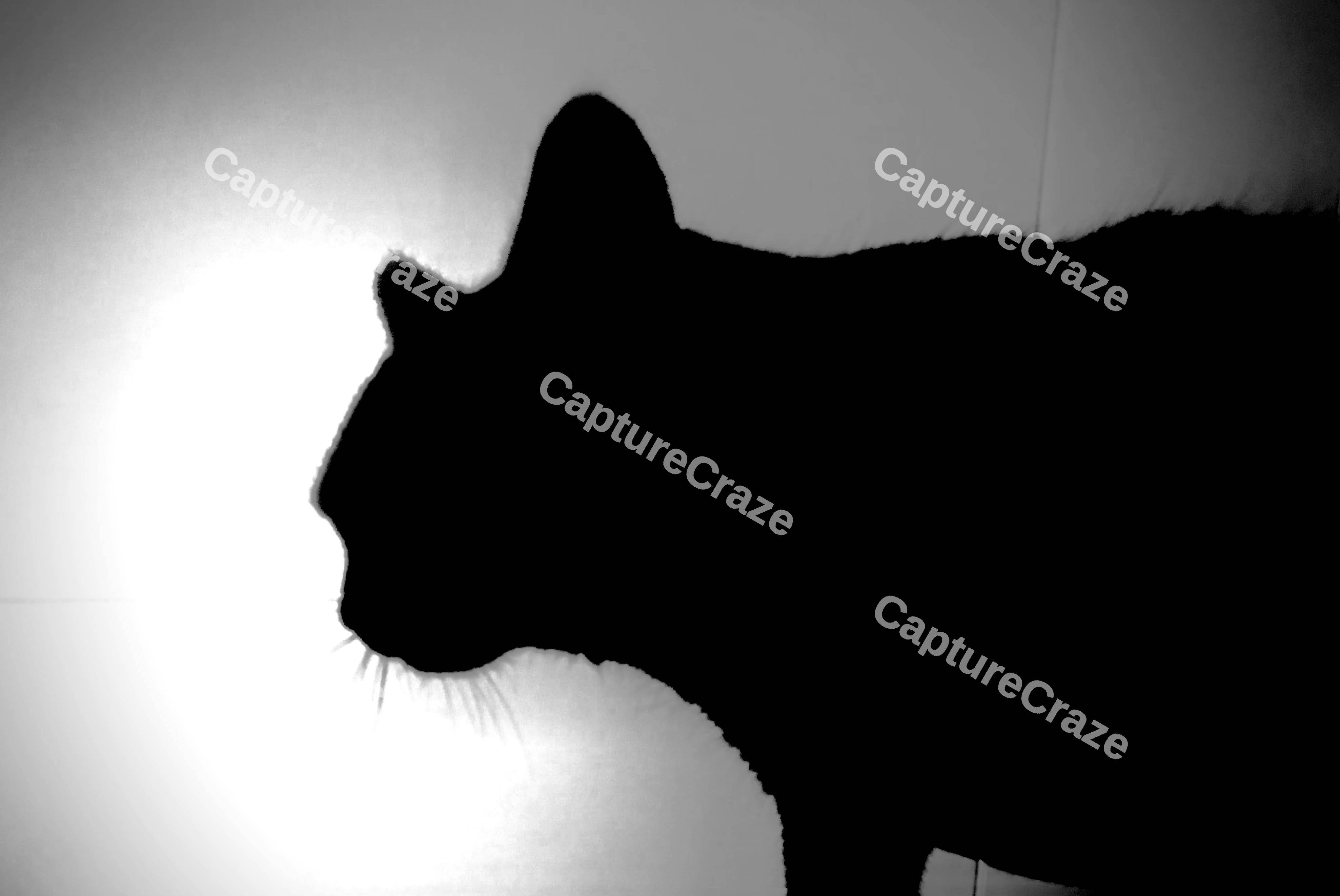 Silhouette Of Cat